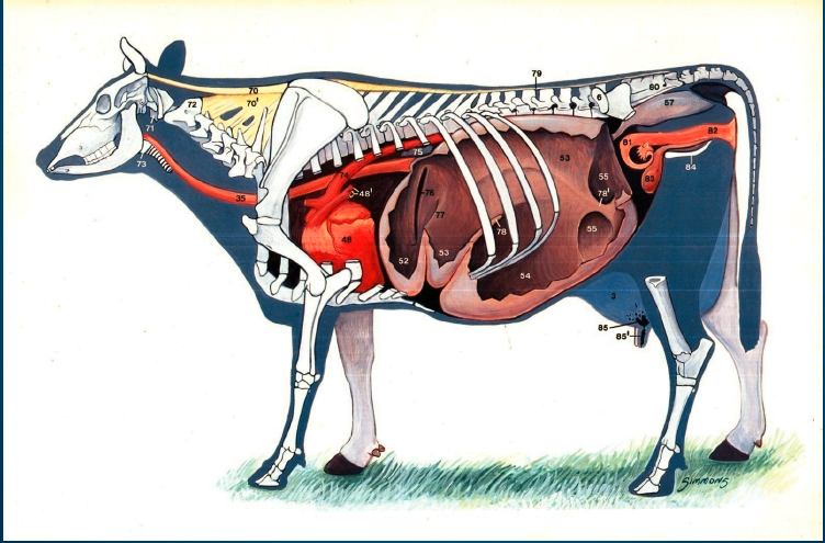Anatomía y Fisiología Animal Comparada - Alumnos Cobach